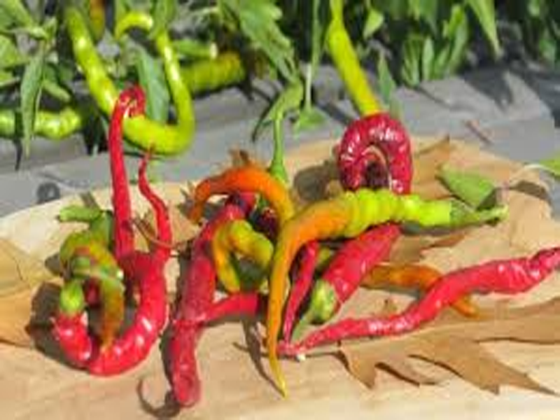 Tableau complet des piments et sauces pimentées pour tapas